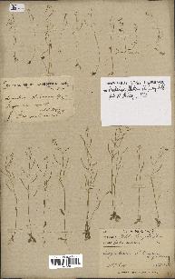 spécimen de Arabidopsis thaliana