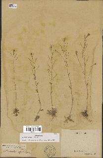 spécimen de Arabidopsis thaliana