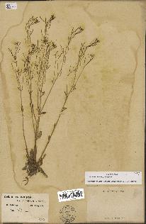 spécimen de Arabidopsis thaliana