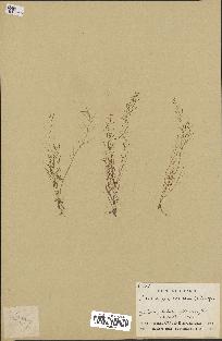 spécimen de Arabidopsis thaliana