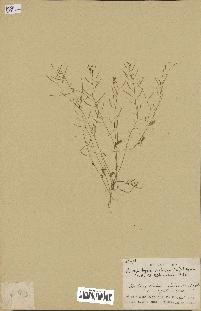 spécimen de Arabidopsis thaliana