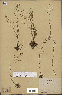 spécimen de Arabidopsis lyrata
