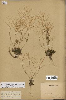 spécimen de Arabidopsis lyrata