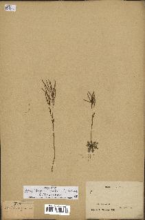 spécimen de Arabidopsis lyrata