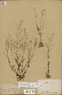 spécimen de Arabidopsis lyrata