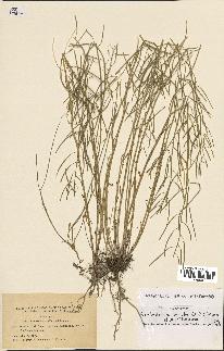 spécimen de Arabidopsis lyrata