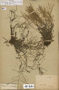 spécimen de Arabidopsis lyrata