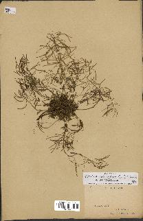 spécimen de Arabidopsis lyrata