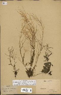 spécimen de Arabidopsis lyrata