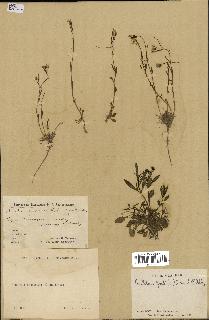 spécimen de Arabidopsis lyrata