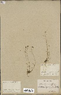 spécimen de Arabidopsis lyrata
