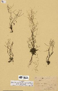 spécimen de Arabidopsis lyrata