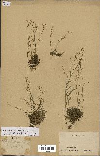 spécimen de Arabidopsis lyrata