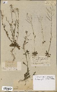 spécimen de Arabidopsis lyrata