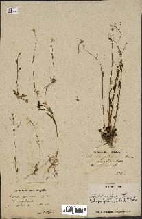 spécimen de Arabidopsis lyrata
