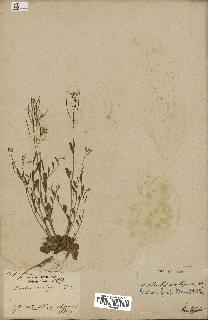 spécimen de Arabidopsis lyrata
