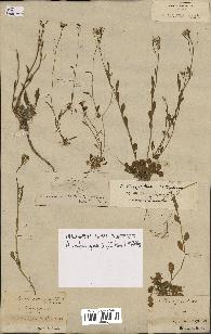 spécimen de Arabidopsis lyrata