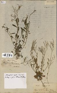 spécimen de Arabidopsis lyrata