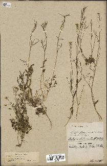 spécimen de Arabidopsis lyrata