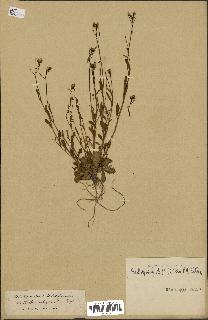 spécimen de Arabidopsis lyrata