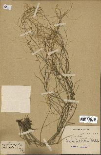 spécimen de Arabidopsis lyrata