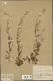 spécimen de Arabidopsis lyrata