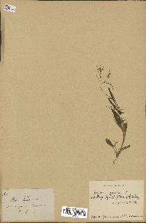 spécimen de Arabidopsis lyrata