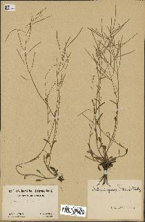 spécimen de Arabidopsis lyrata