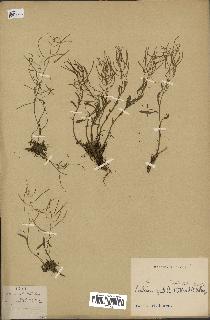 spécimen de Arabidopsis lyrata