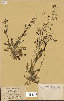 spécimen de Arabidopsis lyrata