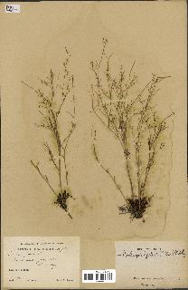 spécimen de Arabidopsis lyrata