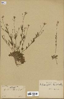 spécimen de Arabidopsis lyrata