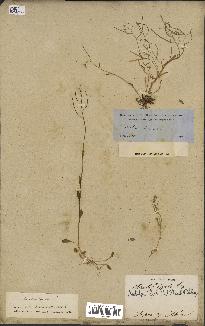 spécimen de Arabidopsis lyrata