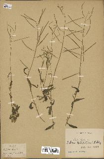 spécimen de Arabidopsis lyrata