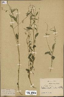 spécimen de Arabidopsis lyrata