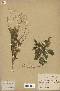 spécimen de Arabidopsis lyrata