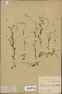 spécimen de Arabidopsis lyrata