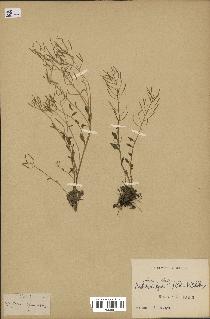 spécimen de Arabidopsis lyrata