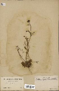 spécimen de Arabidopsis lyrata