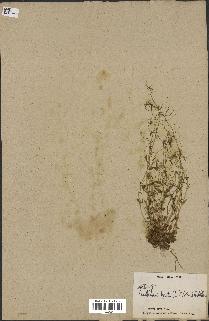 spécimen de Arabidopsis lyrata