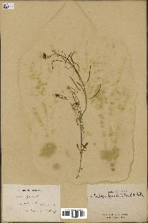 spécimen de Arabidopsis lyrata