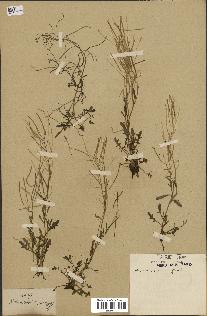 spécimen de Arabidopsis lyrata