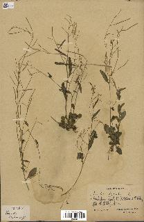 spécimen de Arabidopsis lyrata