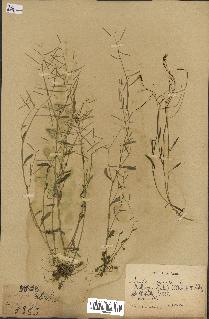 spécimen de Arabidopsis lyrata