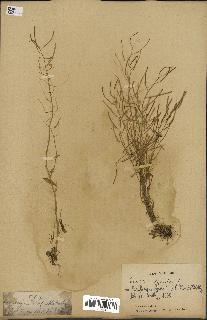 spécimen de Arabidopsis lyrata
