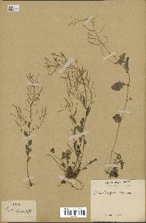 spécimen de Arabidopsis lyrata