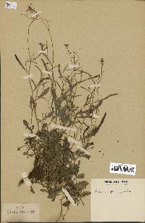 spécimen de Arabidopsis lyrata
