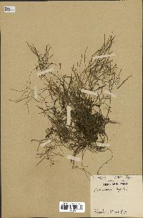 spécimen de Arabidopsis lyrata