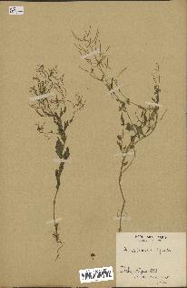 spécimen de Arabidopsis lyrata