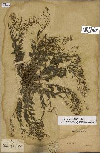 spécimen de Arabidopsis lyrata